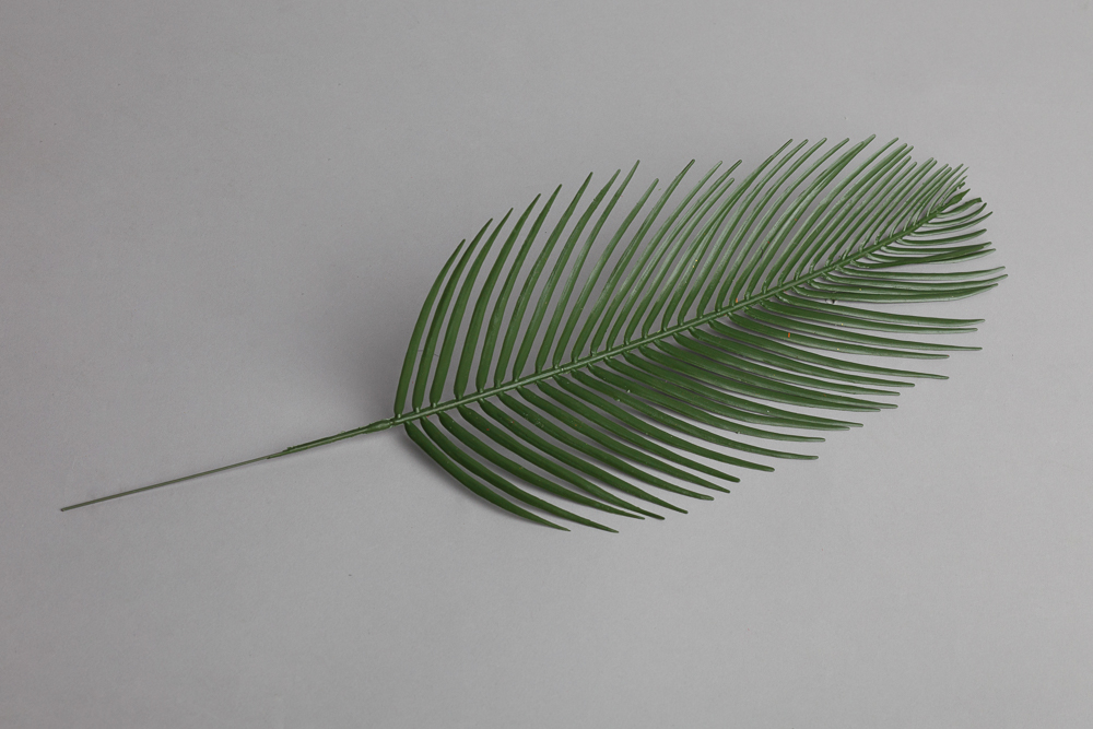 строение листа пальмы. листья кокосовой пальмы. строение листа пальмы. лист финиковой пальмы. тропические листья скетч.